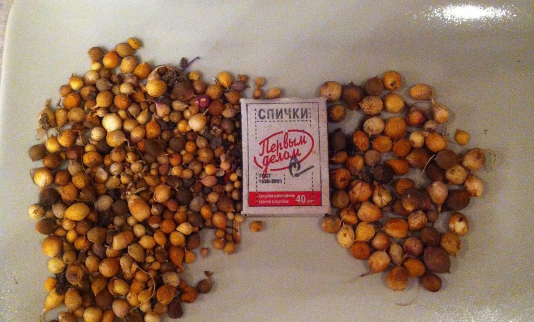 Enfants de glaïeuls