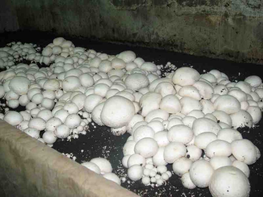 Champignons cultivés en cave