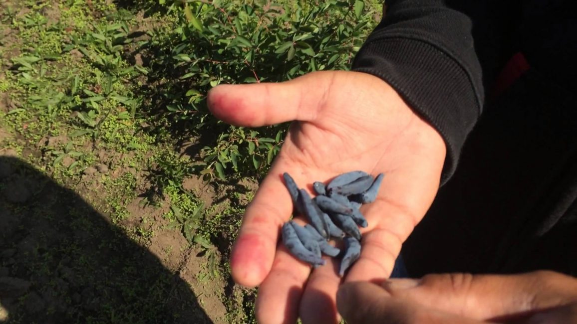 Variété de chèvrefeuille Pride Bakchara