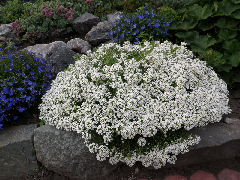 Alyssum semble favorable parmi les pierres, majestueusement et majestueusement.