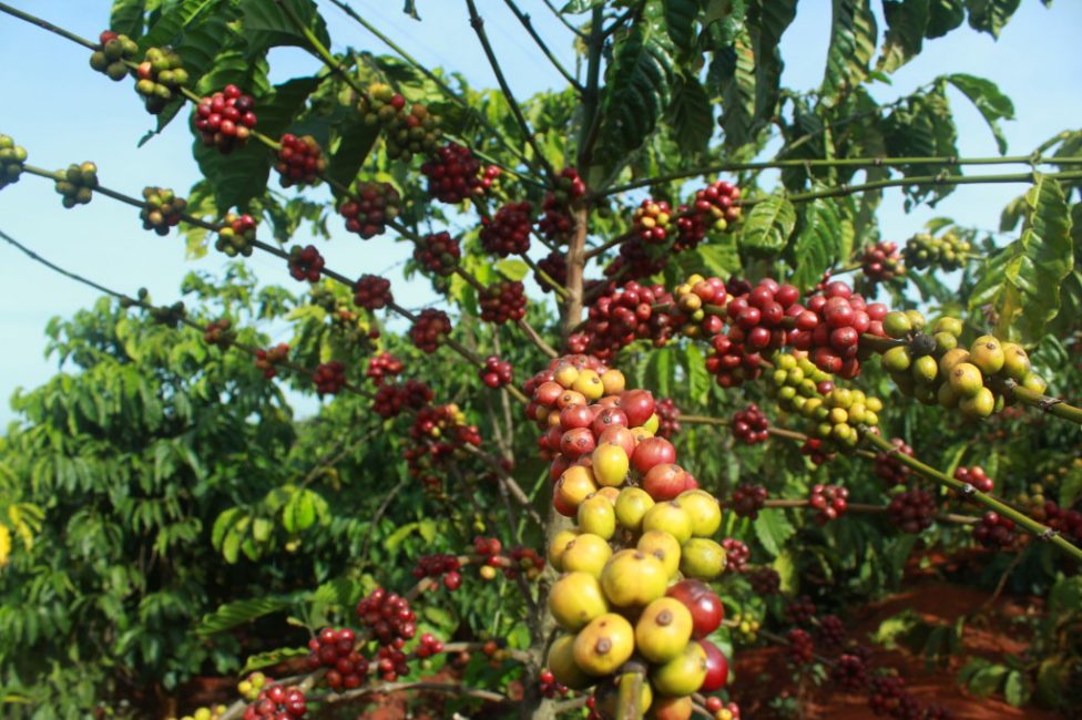 Caféier dans la nature. Variété Harar éthiopien, Arabica