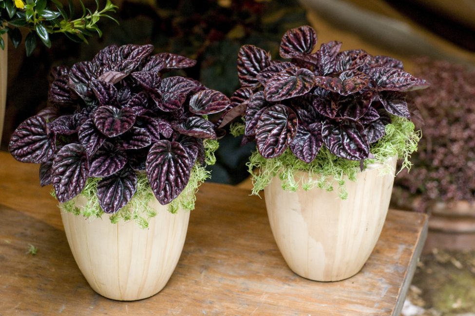 Représentants de la famille Pepper à la maison