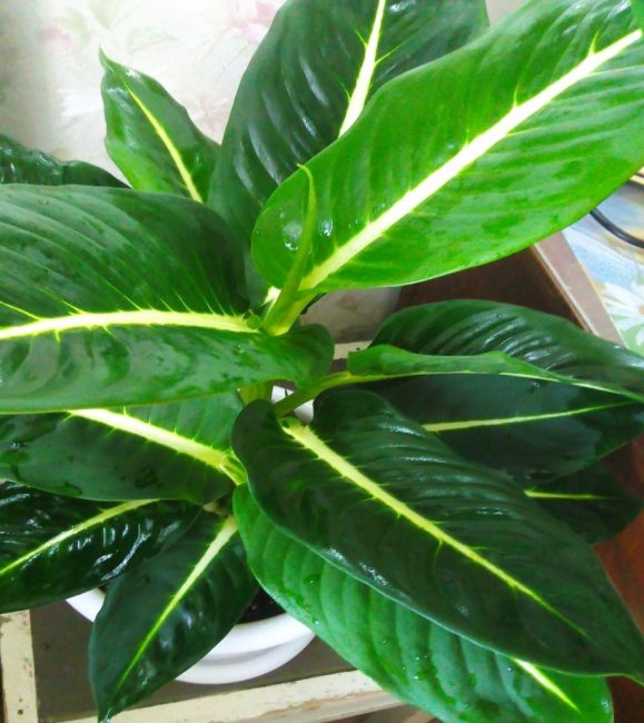 Dieffenbachia Léopold