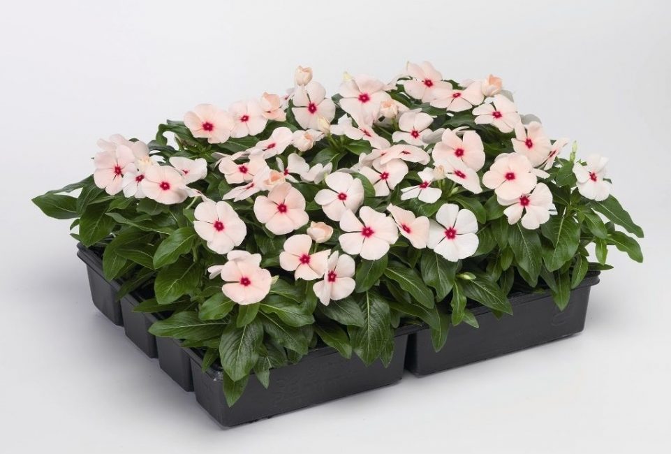 Catharanthus