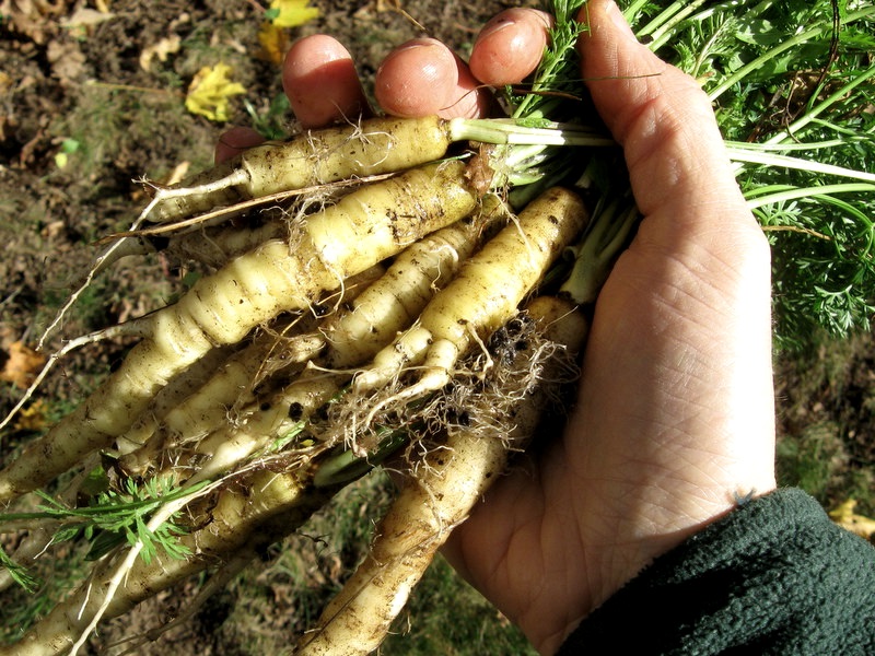 Carotte sauvage, l'ancêtre de toutes les variétés modernes