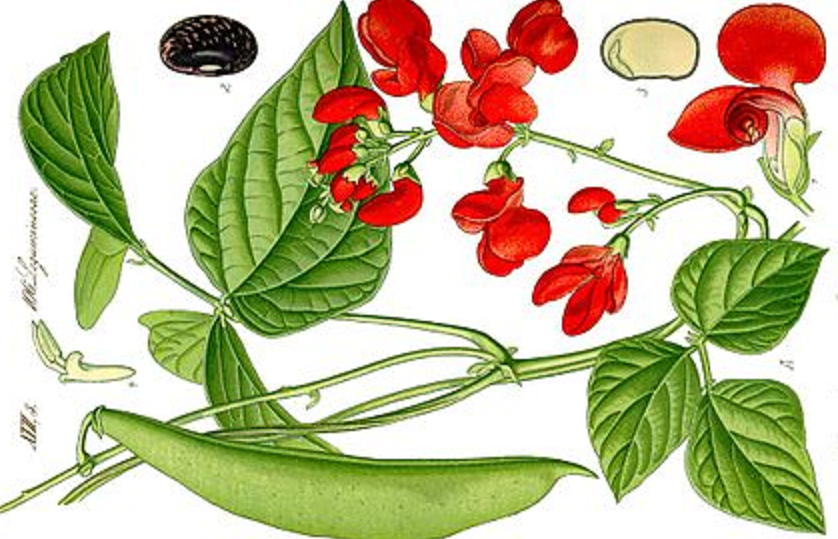 Le nom latin du haricot est Phaseolus vulgaris, ce qui signifie vulgaire, c'est-à-dire commun.