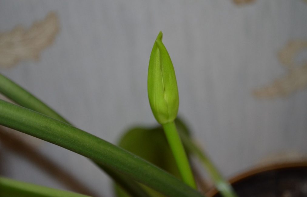 Début de bourgeonnement. Temps d'arrêt de la pulvérisation