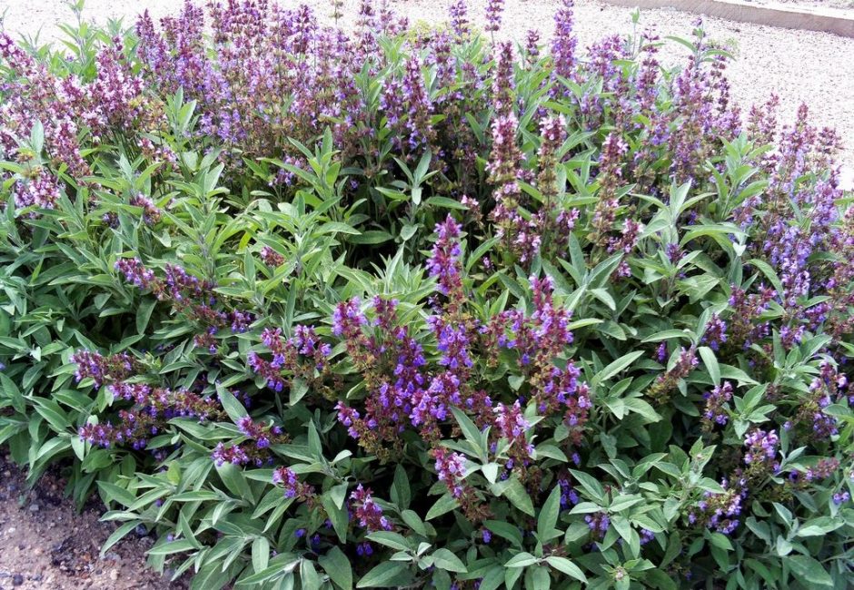 Salvia officinalis