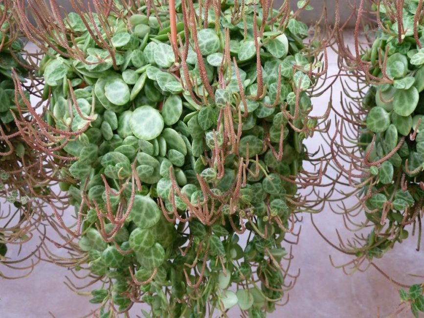 Peperomia fusionné avec une culture ampeleuse pendant la floraison