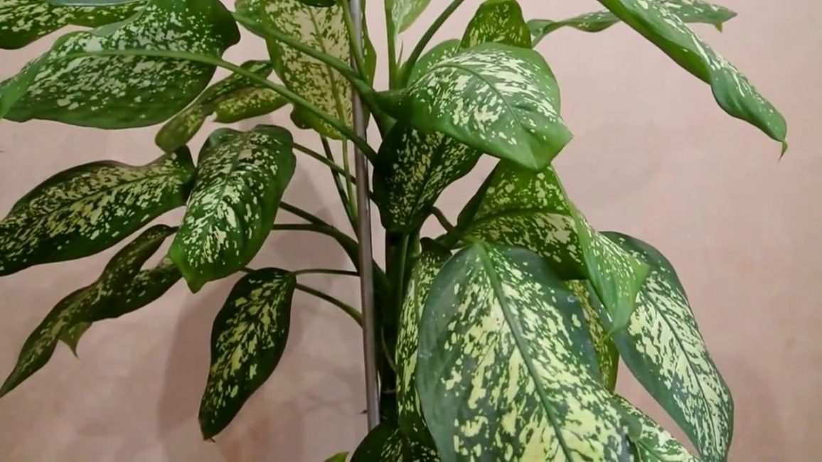 dieffenbachia tacheté