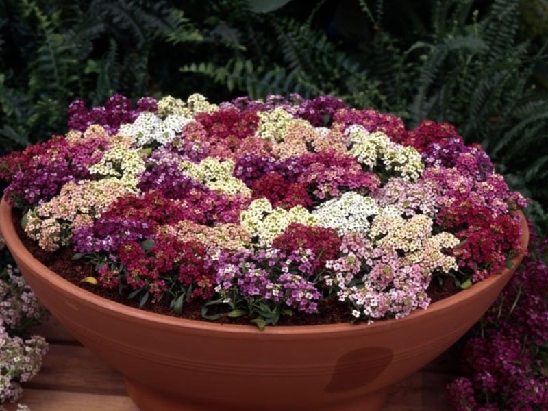 Avec l'aide de différentes variétés d'alyssum, vous pouvez créer une composition unique, l'essentiel est de choisir le bon schéma de couleurs pour qu'il ne vous fasse pas mal aux yeux, mais qu'il ait l'air naturel
