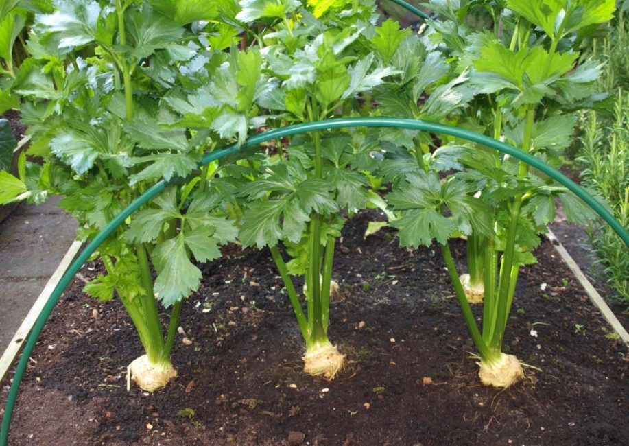 Au cours de la première année de plantation des semis, vous pouvez collecter les parties vertes de la plante, la racine. La deuxième année, le céleri fleurit et forme des graines.