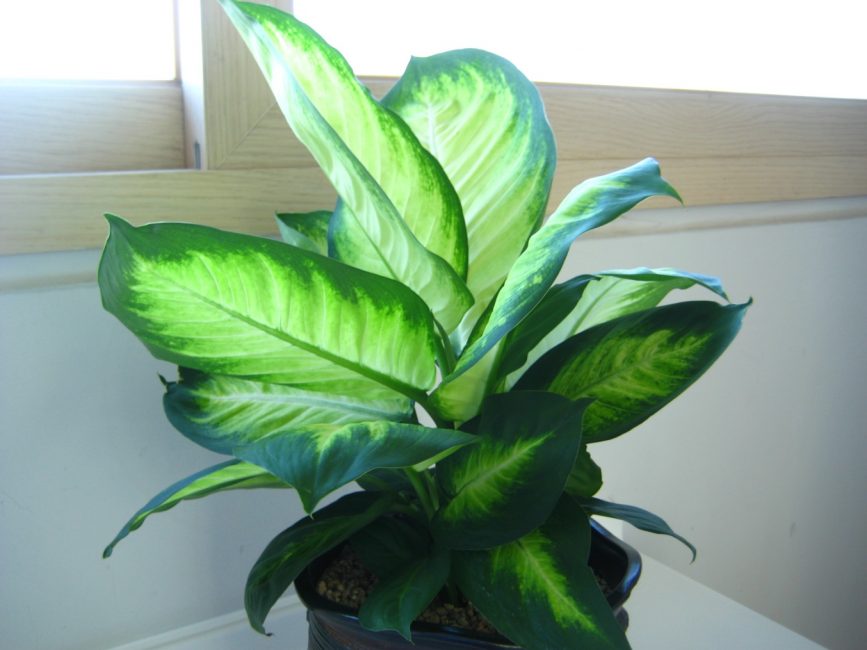 Dieffenbachia Camille