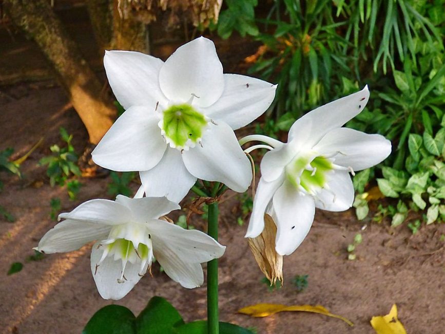 Eucharis avec floraison simultanée de toutes les fleurs sur le pédoncule