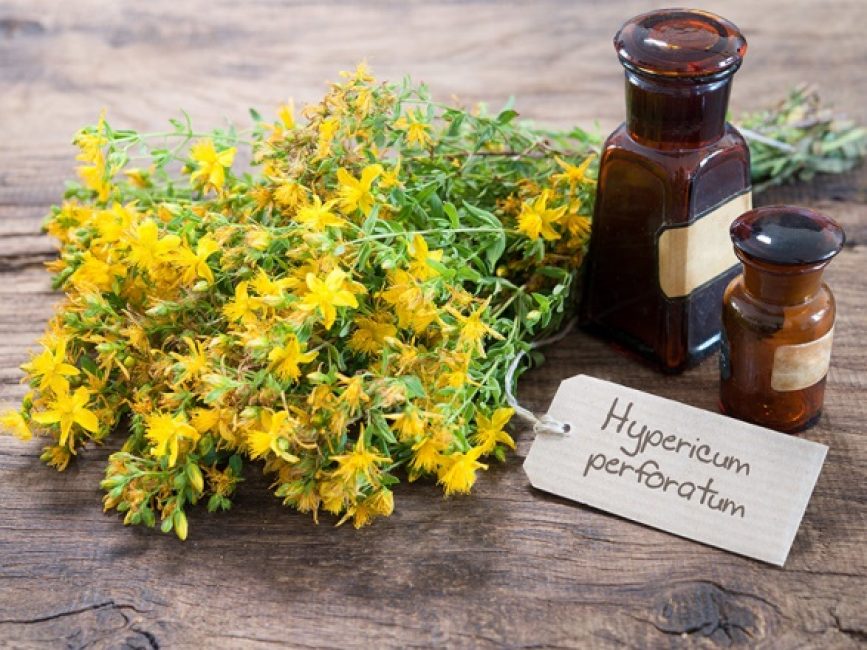 Hypericum perforatum