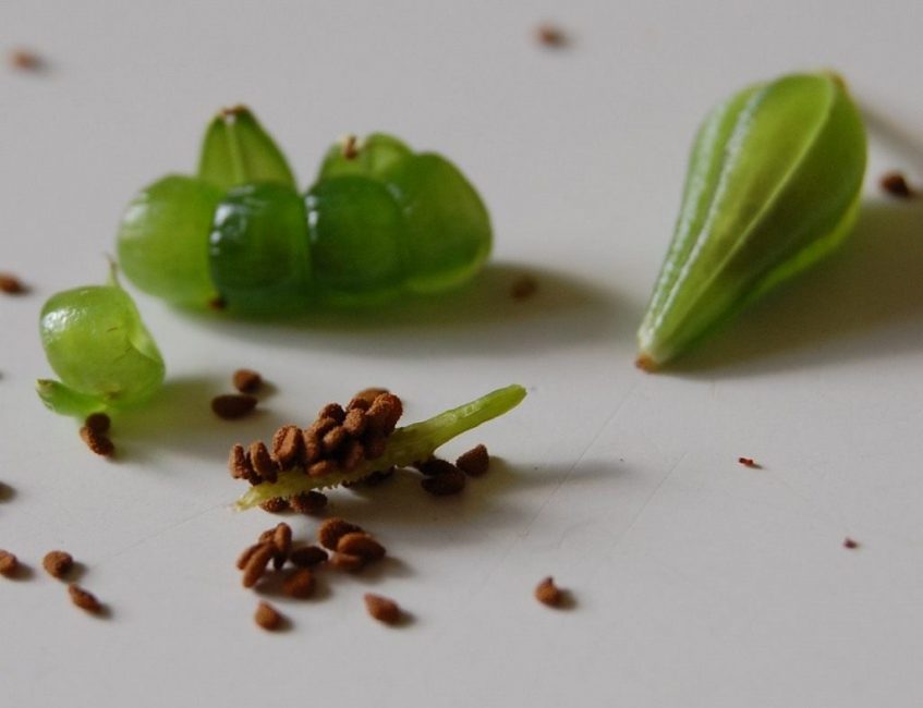Fruits et graines d'Impatiens