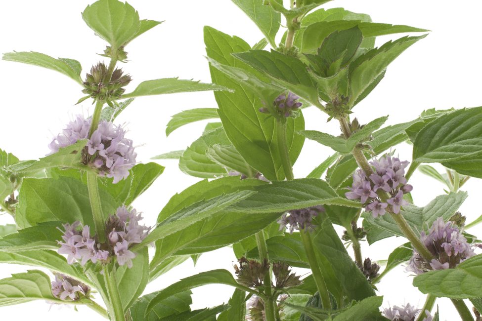 Menthe poivrée en fleurs