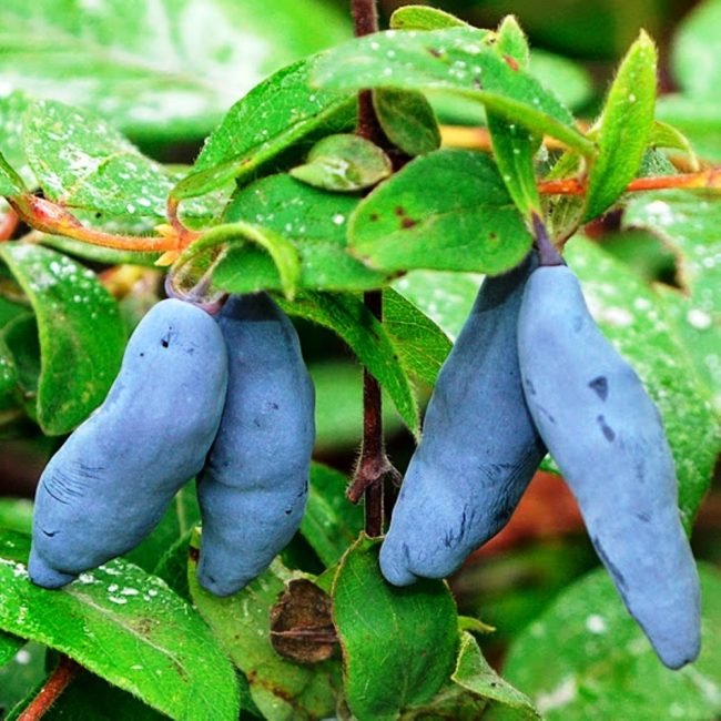 Variété de chèvrefeuille géant Bakcharsky