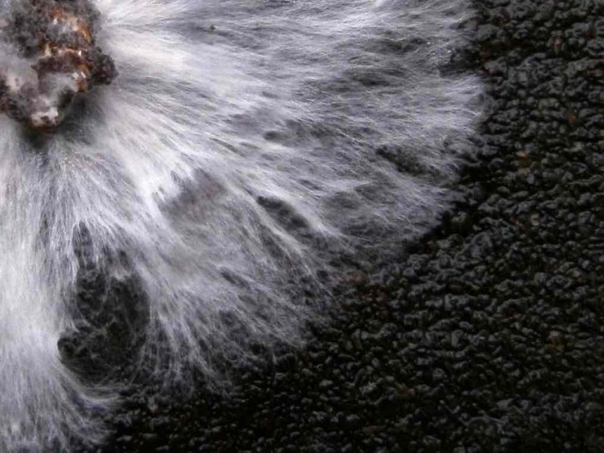 Cueilleuse de pleurotes