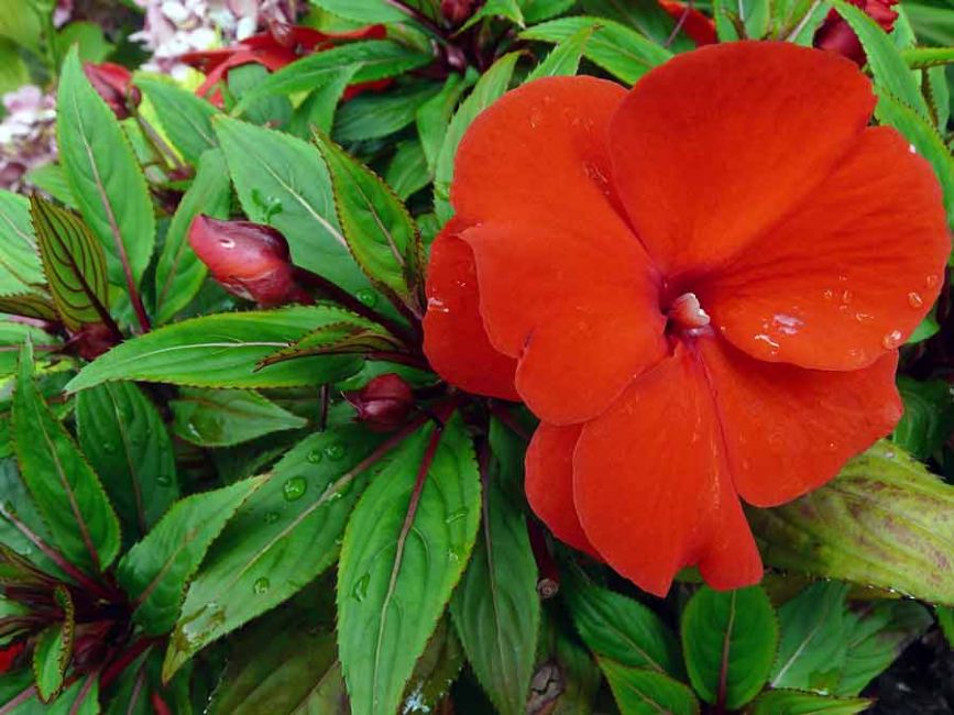 Gros plan de fleur de poussière d'étoile