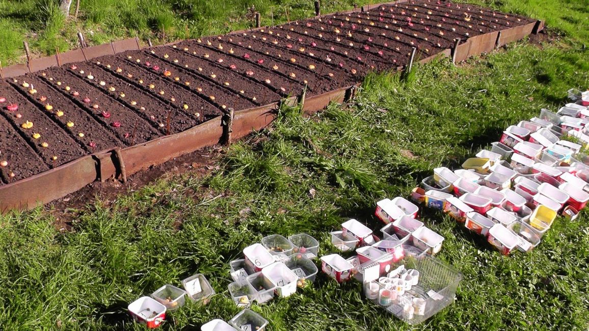 Un exemple de plantation de glaïeuls sur les plates-bandes