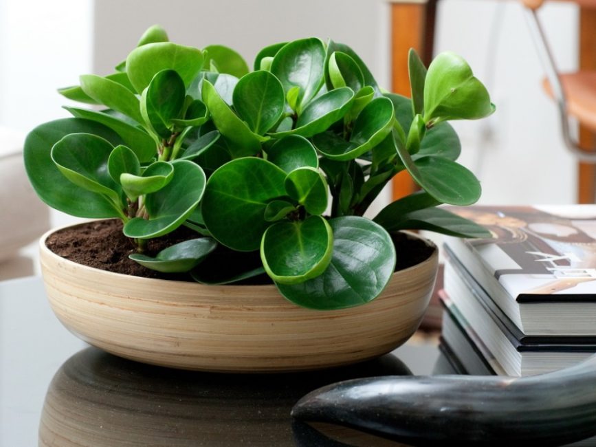 Mauvais pot : trop bas et trop large