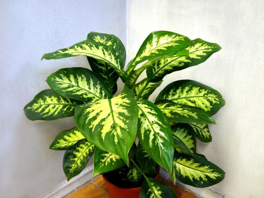 Dieffenbachia Seguina