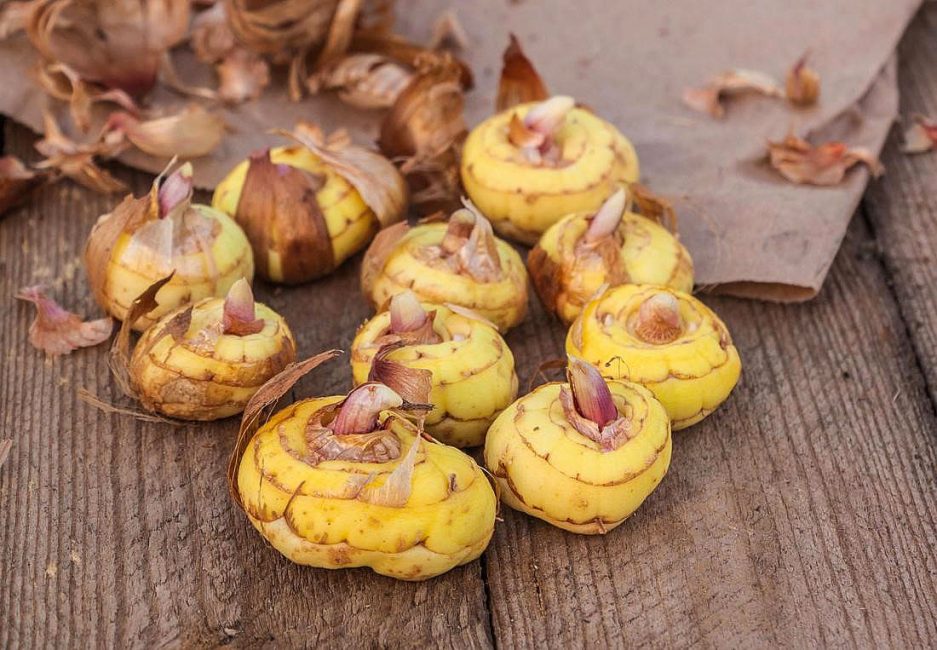 Bulbes de glaïeuls germés