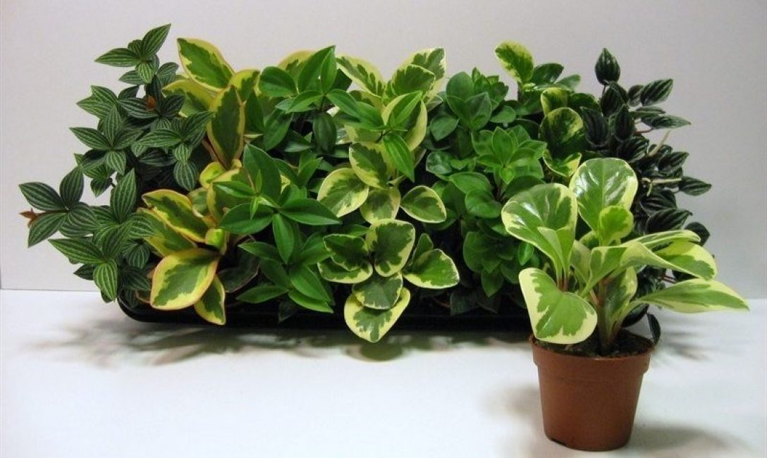 Différents types de pépéromie