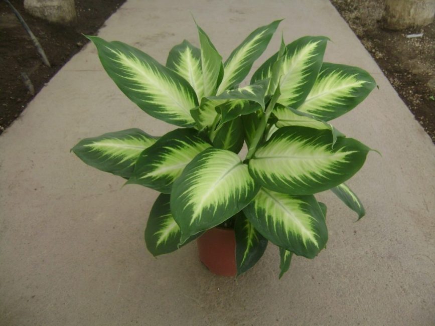 dieffenbachia flamme blanche