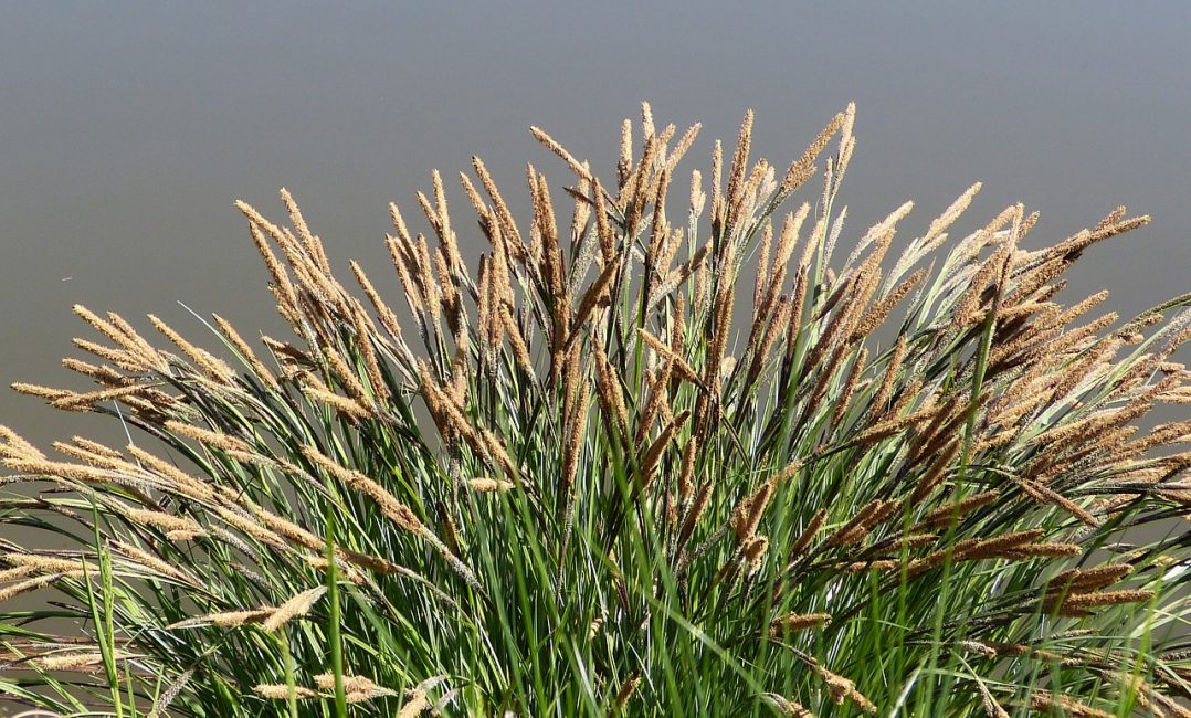 Si un bambou fleurit, alors tous les voisins fleuriront