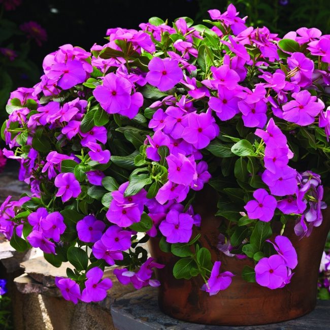 Ampelous, cascade, catharanthus méditerranéen