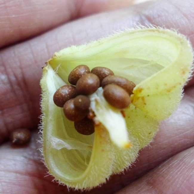 Le résultat d'une récolte de graines réussie