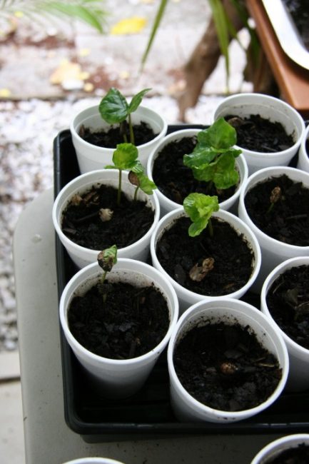 Jeunes pousses d'arabica