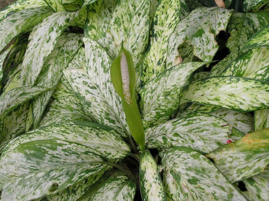dieffenbachia barquena