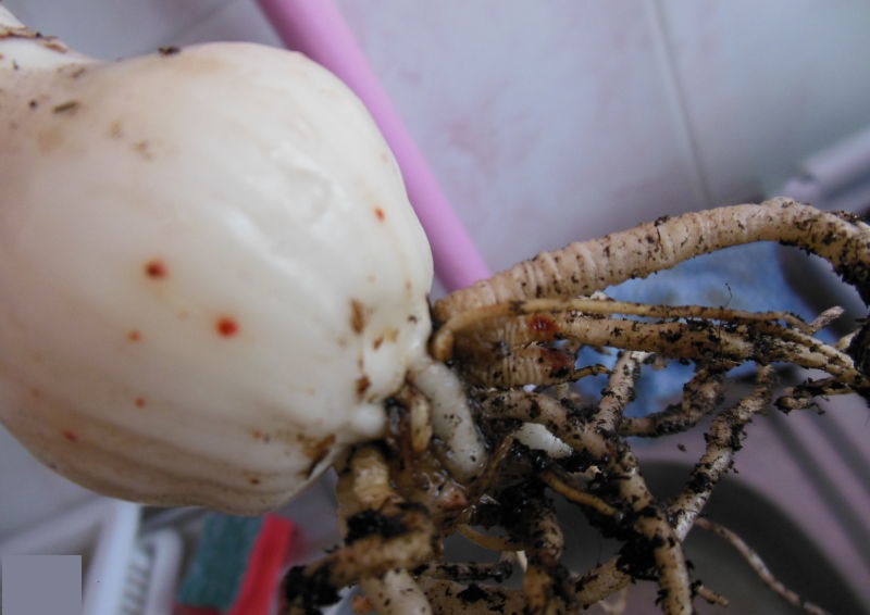 Bulbe d'Eucharis sans pelure