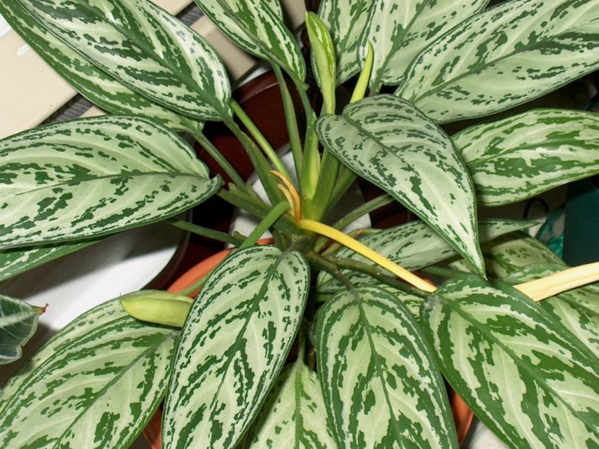 Dieffenbachia Jolie