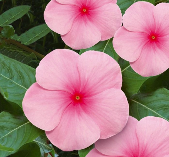 Aristocrate catharanthus
