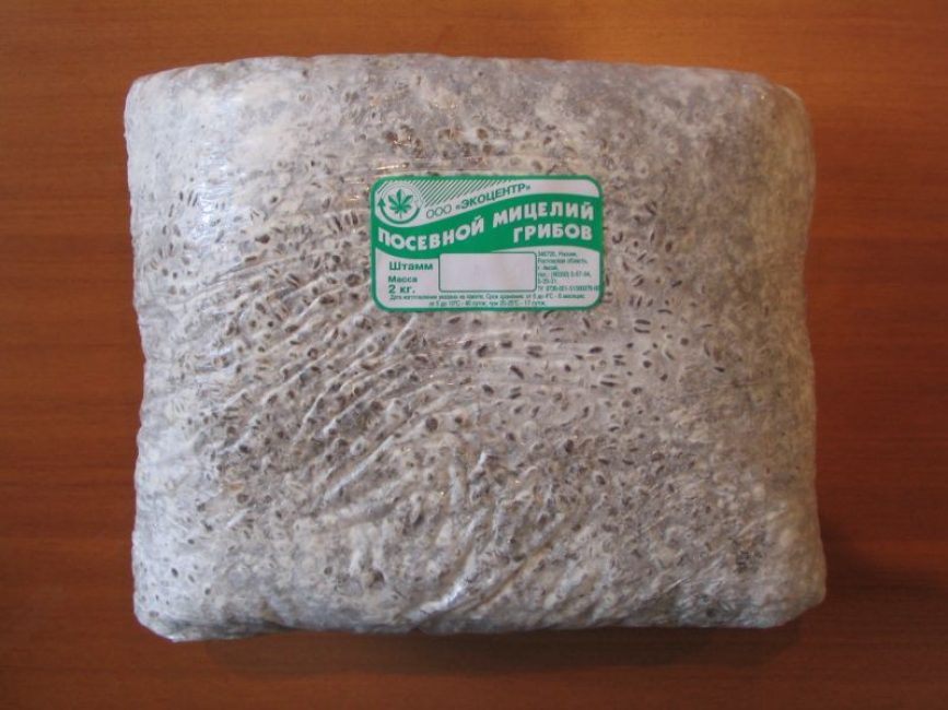 mycélium des grains