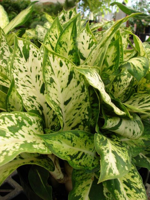 Dieffenbachia Bause