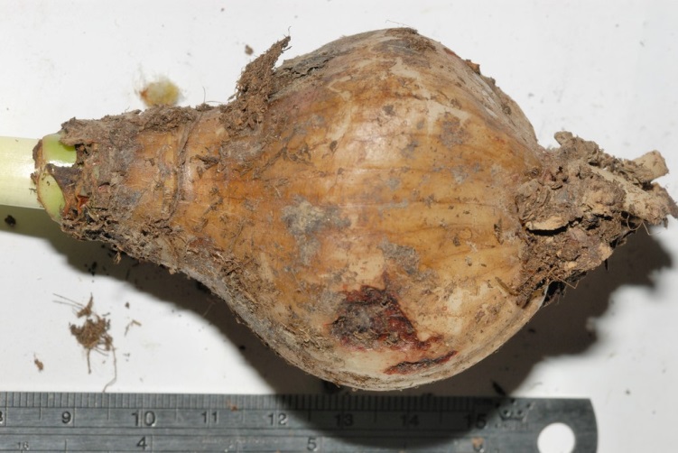 Bulbe d'Eucharis avec pelure