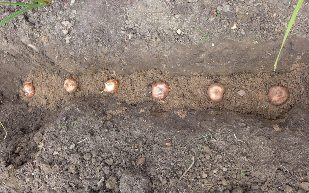 Planter des bulbes de glaïeuls