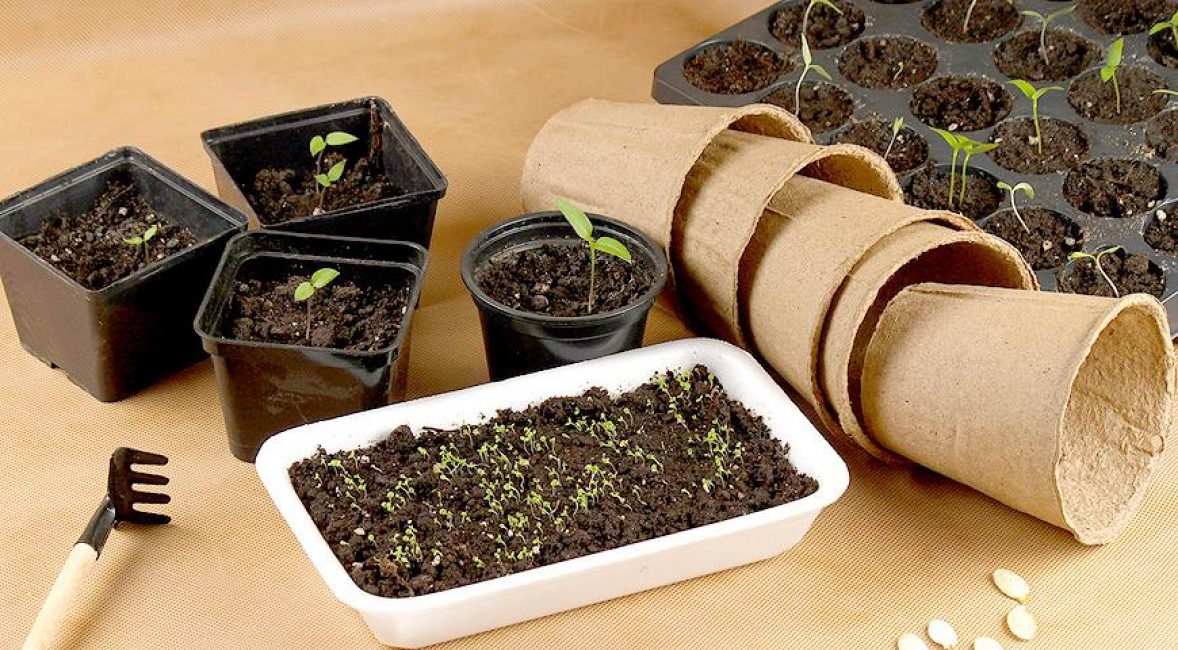 Pour planter du céleri, vous pouvez choisir n'importe quel récipient pratique - une boîte en bois, des cassettes, des tasses, des récipients en plastique