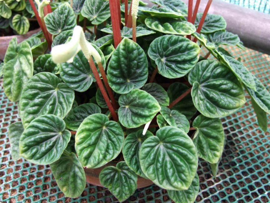 Peperomia ridée