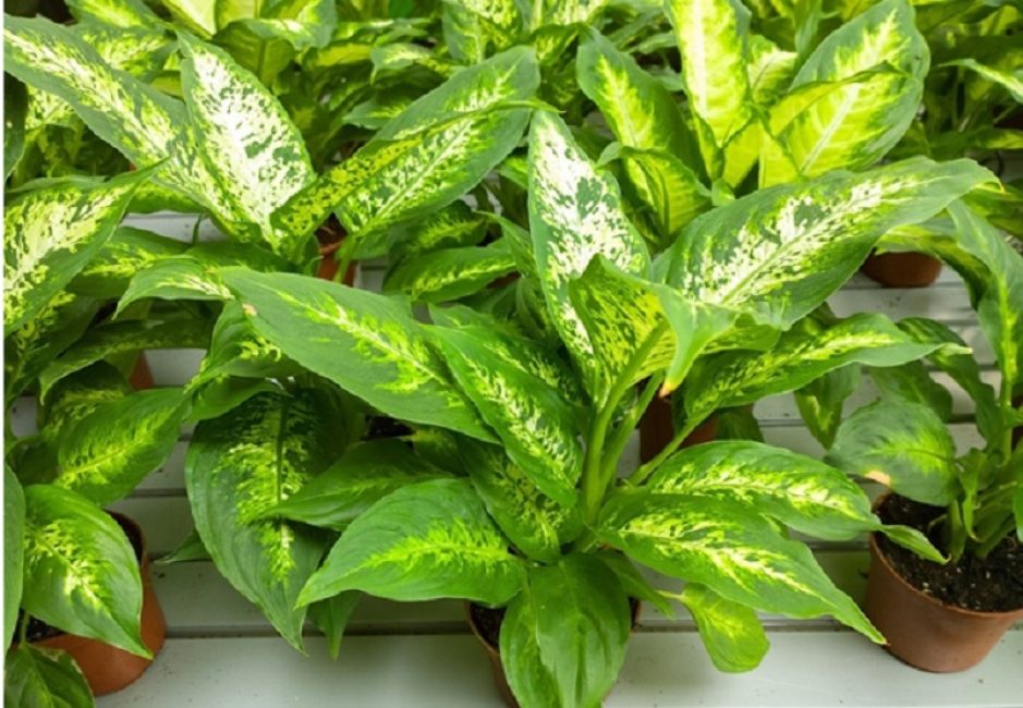 Dieffenbachia Oersted