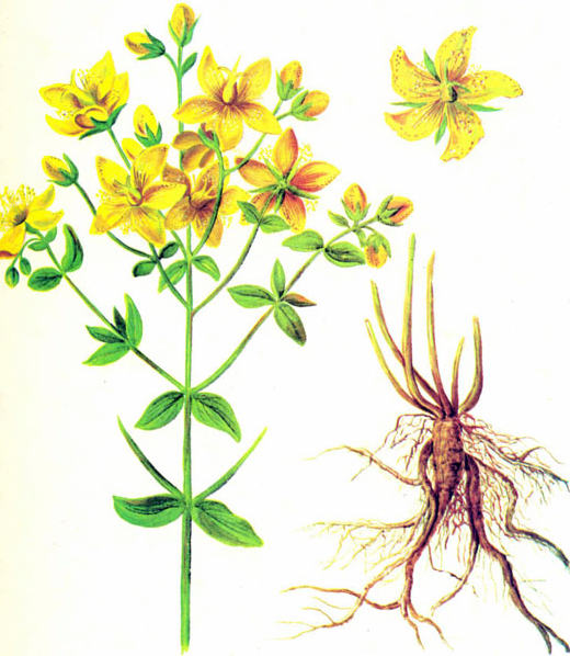 Le millepertuis et sa racine