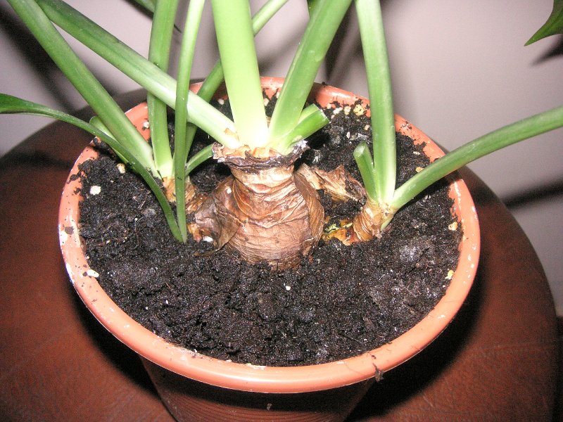 Une ampoule partiellement enterrée d'un eucharis amazonien. Trois petits bulbes filles avec des pousses sont visibles