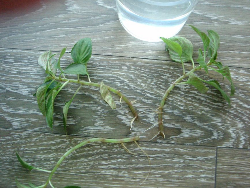 Boutures de baumier avec racines germées