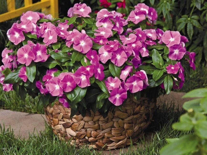 Catharanthus du Pacifique
