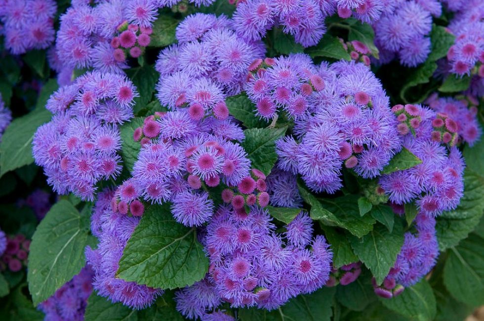 Ageratum Boule Bleue